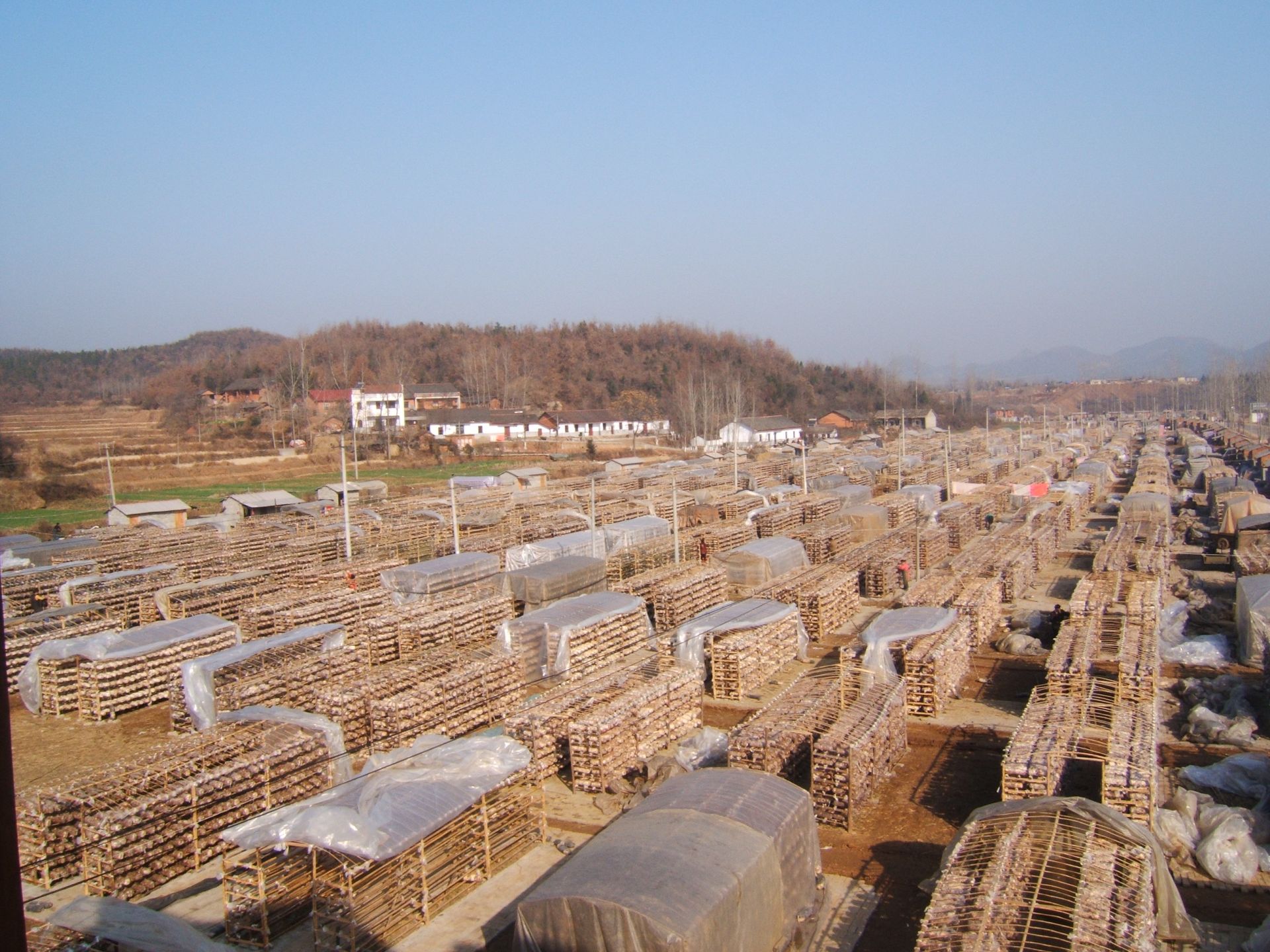 隨縣三里崗香菇工業(yè)園生產(chǎn)基地.JPG.JPG