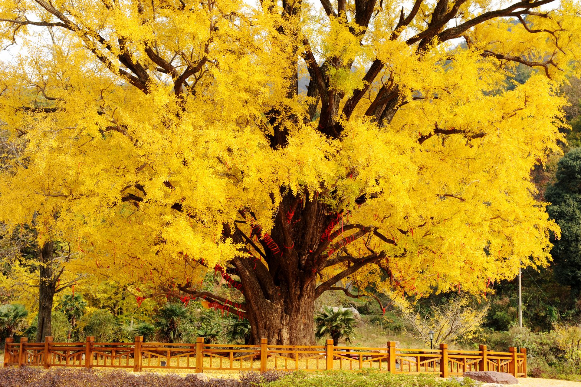 隨州境內(nèi)有中國最大的古銀杏群落，市境內(nèi)現(xiàn)有5條古銀杏群落帶，其中百年以上的17000株，千年以上的308株。.jpg.jpg
