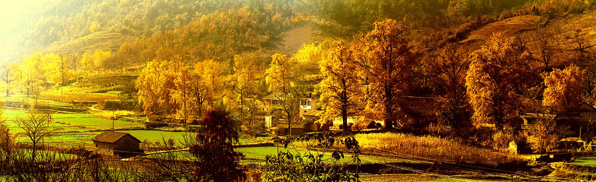 隨州市曾都區(qū)洛陽(yáng)鎮(zhèn)千年銀杏谷群落。.jpg.jpg
