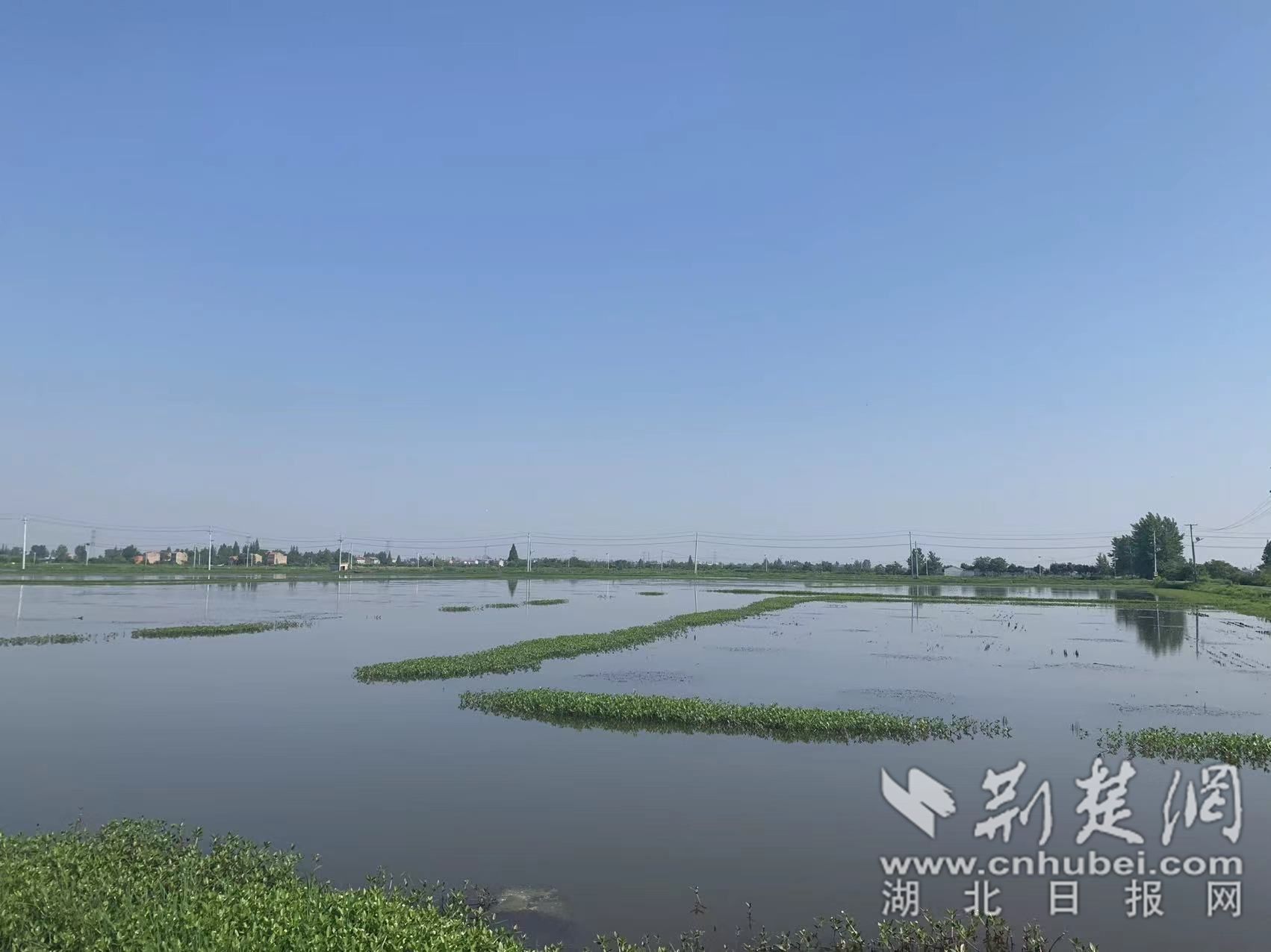 蝦稻水田.jpg.jpg