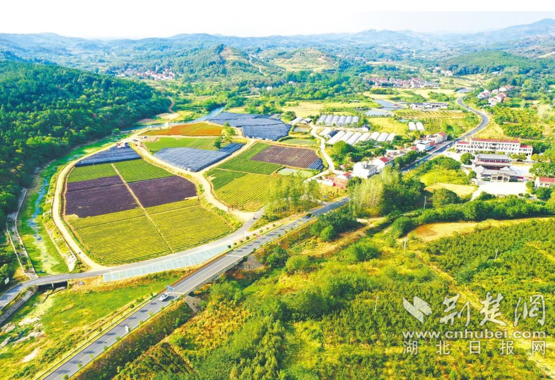 孝昌縣“觀雙線”旁的苗圃基地。.jpg.jpg