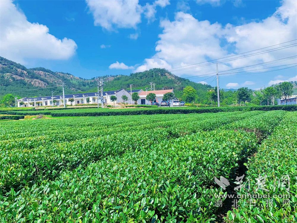 抹茶小鎮(zhèn).jpg.jpg