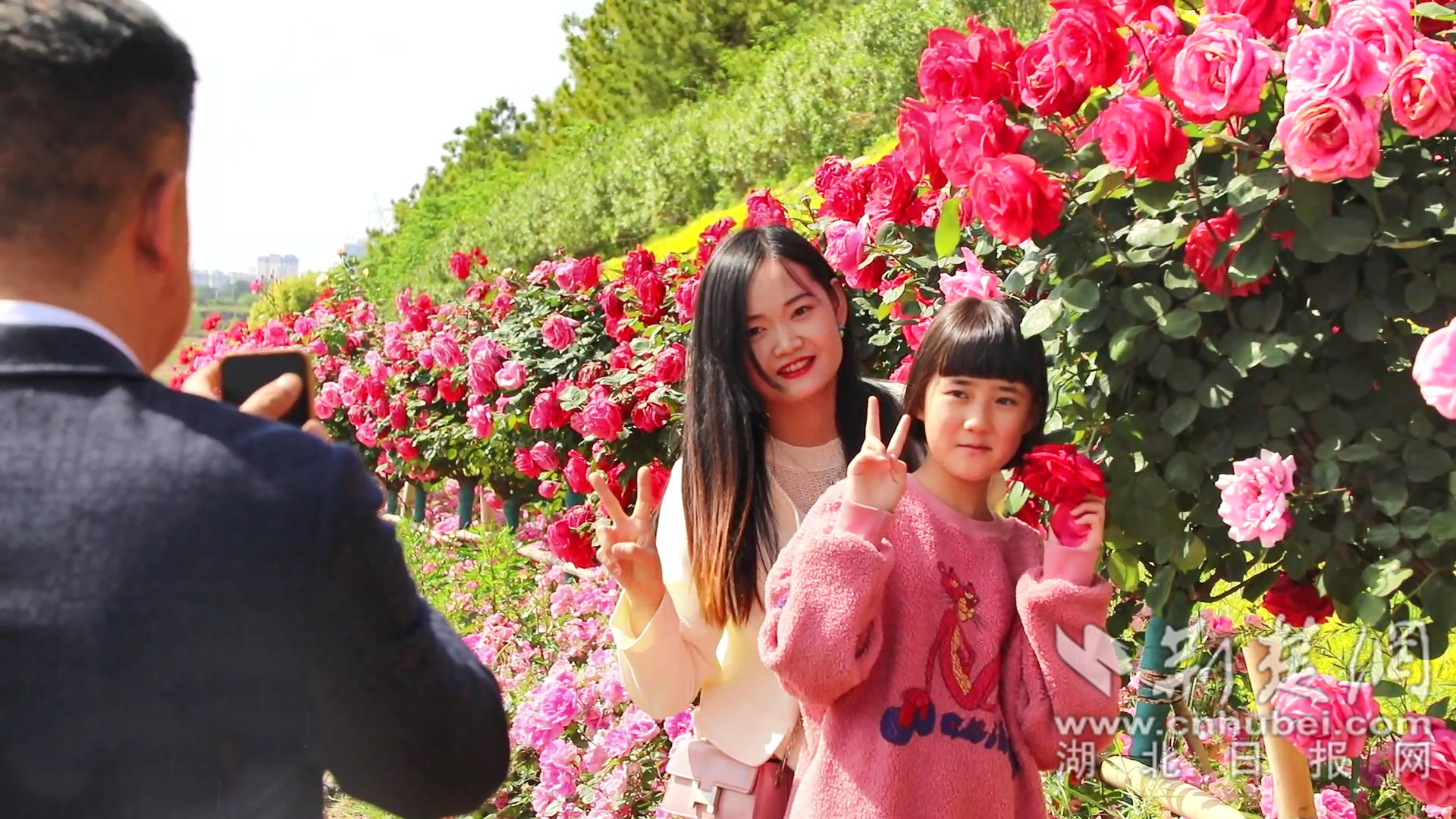 孟宗大道月季花開吸引游客拍照.png.png