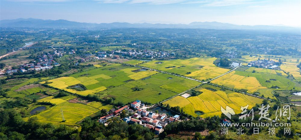 劉集沙河千畝稻田  喻玲園 攝.jpg.jpg