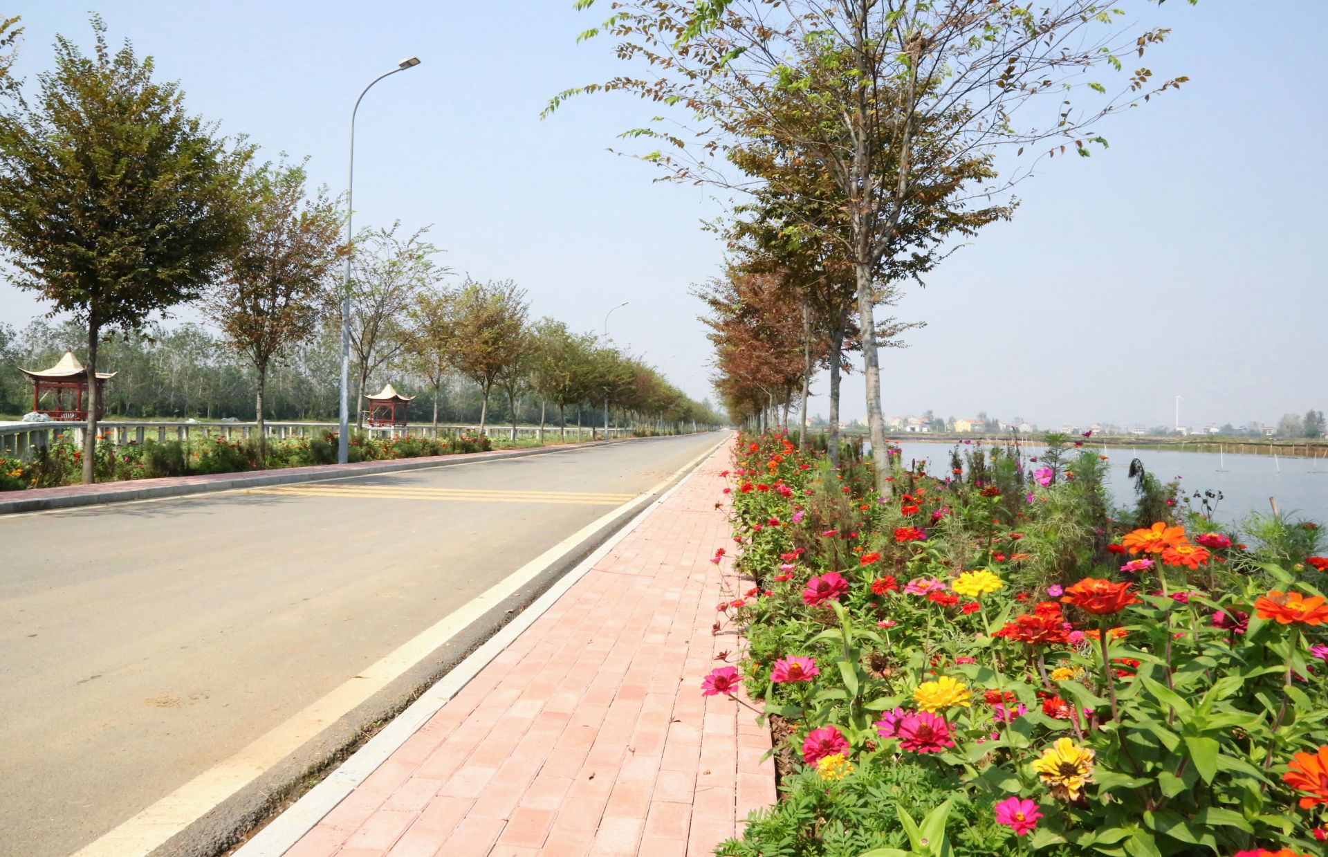 天鵝鎮(zhèn)農(nóng)村道路景觀帶鮮花盛開 李夢婷攝.JPG.JPG