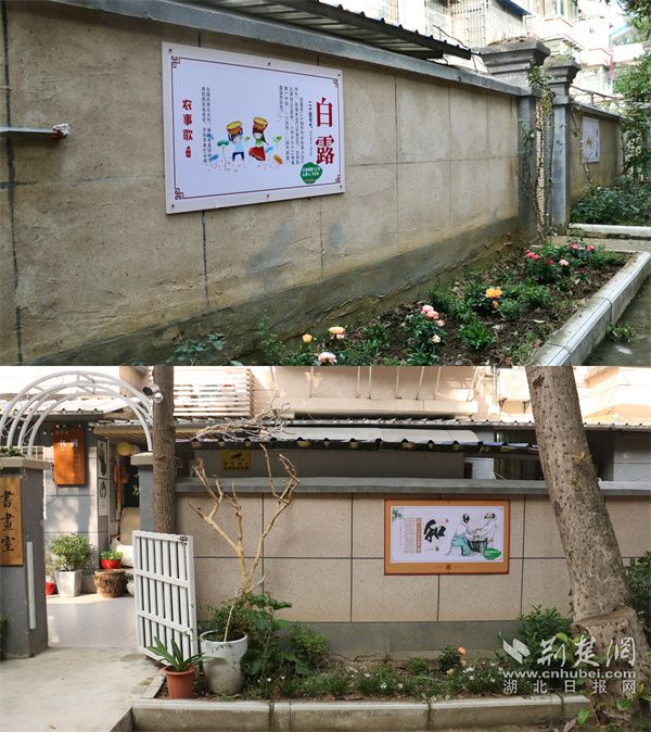 由居民認(rèn)領(lǐng)的“一米花園”.jpg.jpg